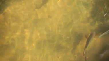 Dekoratif açık hava balık göleti görüntüsü dalgalı su yansıması gösteriyor. Çok sakin yüzen bir grup balık var.