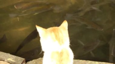 Şirin tekir beyaz turuncu göletteki balığa bakıyor. Terasta tüylü bir hayvanın sevimli anı. Rahatlatıcı an Çok komik kedi