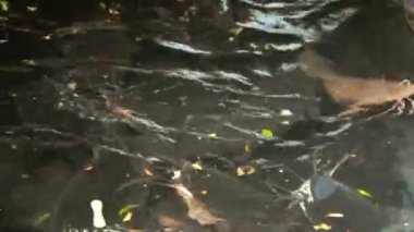 Bir grup yayınbalığı gölette, suyun yüzeyinde yüzüyorlar. Yiyecek için yayın balığı yetiştirmek ve yetiştirmek.