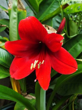 Close up of a red amaryllis flower with a green stem blooming so beautiful at the garden. The petal color is full red. clipart