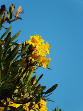 Sarı çiçekli ve yeşil yapraklı bir ağaç. Çiçek açık mavi gökyüzü arkaplanıyla çiçek açıyor.