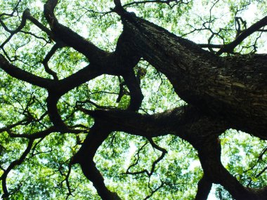 Kalın gövdesi ve dalları olan büyük bir ağaç. Ağaç yeşil yapraklarla çevrili ve görüntünün ilgi odağı.