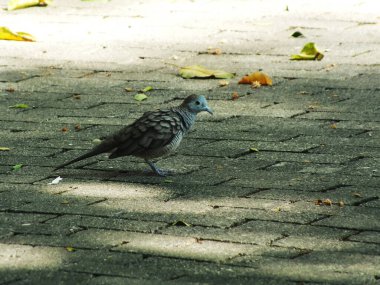 Vahşi zebra güvercini küçük bir kuştur. Genellikle bu tür parklarda bulunur. Bu kuş yiyecek aramak için kaldırımda yürümeyi de seviyor. Kuş kahverengi ve siyah bir kafaya sahiptir.