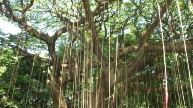 Düşük açı, aşağı sarkan kökleri olan büyük bir ağaç. Ağacın geniş dalları ve yoğun yaprakları vardır.