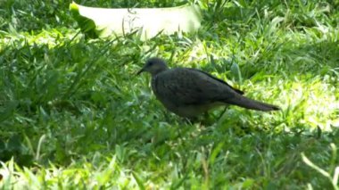 Vahşi benekli güvercin, güneşli bir gün ışığında yemyeşil çimlerde yemek arıyor.