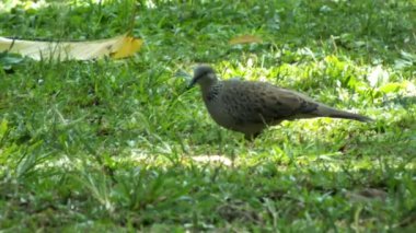 Vahşi benekli güvercin, güneşli bir gün ışığında yemyeşil çimlerde yemek arıyor.