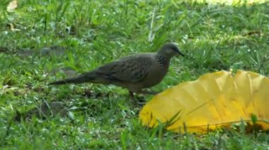 Vahşi benekli güvercin, güneşli bir gün ışığında yemyeşil çimlerde yemek arıyor.