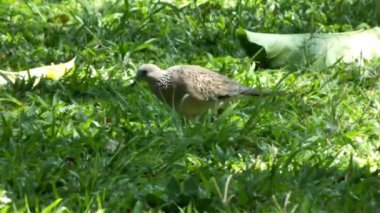 Vahşi benekli güvercin, güneşli bir gün ışığında yemyeşil çimlerde yemek arıyor.