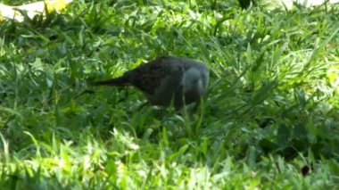 Vahşi benekli güvercin, güneşli bir gün ışığında yemyeşil çimlerde yemek arıyor.