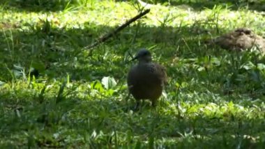 Vahşi benekli güvercin, güneşli bir gün ışığında yemyeşil çimlerde yemek arıyor.