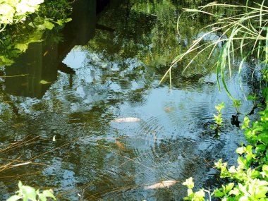Bir sürü yeşil bitkinin olduğu bir gölet ve sudaki ağaçların yansıması. Su sakin ve berrak.