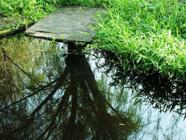 Suya yansıyan bir ağaç güzel ve huzurlu bir manzara yaratıyor. Su sakin ve hareketsiz, ve ağacın dalları yansımada görülebilir. Barış ve sükunet kavramı