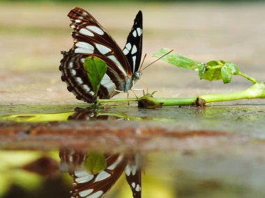 A butterfly is sitting on a wet surface, with its reflection visible in the water. Concept of tranquility and beauty, as the butterfly appears to be at peace in its natural habitat clipart