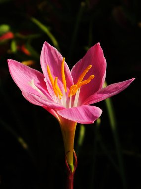 Zephyranthes Zambak ya da yağmur Lily çok güzel çiçek açtı. Bahçede parlak renkli taç yaprağı olan büyüleyici pembe çiçek..