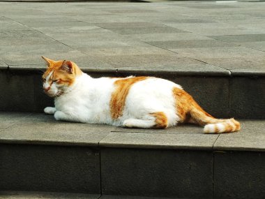 Bir kedi bir çıkıntıda oturuyor. Kedi turuncu ve beyazdır ve çevresini merak eder.
