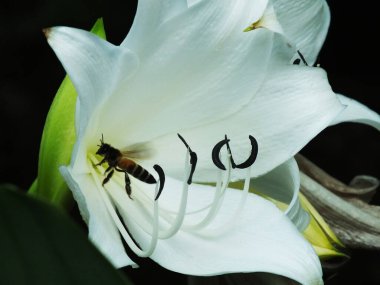 Beyaz bir çiçeğin üzerinde bir arı geziniyor. Çiçek açık ve sarı bir merkezi var. Arı çiçekten nektar topluyor.
