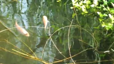 Bahçedeki doğal balık havuzu. Atmosfer çok huzurlu, rahatlatıcı, berrak su ve balıkların yüzdüğü sakin bir ortam..