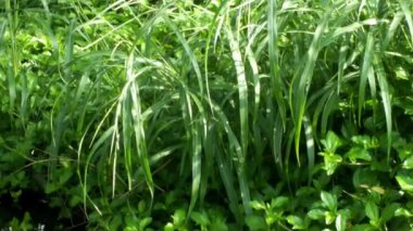 Bahçedeki doğal balık havuzu. Atmosfer çok huzurlu, rahatlatıcı, berrak su ve balıkların yüzdüğü sakin bir ortam..