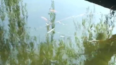 Ağaç gölgelerinin yansıması gölette dans ediyor ve soyut şekiller yaratıyor. Ağaçtan yansıyan bir gölün büyüleyici görüntüsü, suda yüzen bir balık var.. 