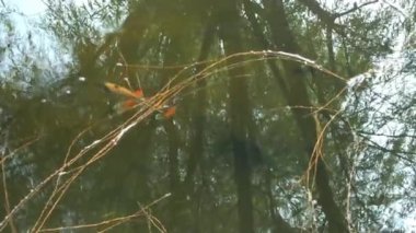 Ağaç gölgelerinin yansıması gölette dans ediyor ve soyut şekiller yaratıyor. Ağaçtan yansıyan bir gölün büyüleyici görüntüsü, suda yüzen bir balık var.. 