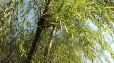 Düşük açı, yemyeşil ağaçların manzarası. Ağacın yaprağı rüzgarla savruluyor. Yaz zamanı ambiyansı