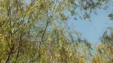 Düşük açı, yemyeşil ağaçların manzarası. Ağacın yaprağı rüzgarla savruluyor. Yaz zamanı ambiyansı