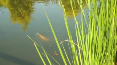 Bahçedeki doğal balık havuzu. Atmosfer çok huzurlu, rahatlatıcı, sakin bir ortam. Çimen bitkisi rüzgar tarafından sallanıyor ve balıklar yüzüyor..