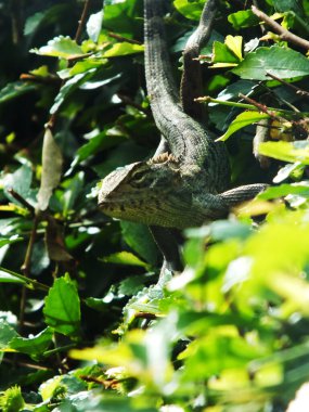 Bir kertenkele yeşil bir çalılıkta sürünüyor. Kertenkele kahverengi ve beyazdır. Çalı yeşil ve yaprakları var.
