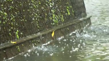 Suni dekoratif bir şelale gölete su dökerek rahatlatıcı ve rahatlatıcı bir ortam yaratıyor. Şelale duvarı yosunlarla kaplı..