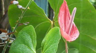 Yağmur sırasında bahçede sakin bir ortam var. Yaprağın üzerindeki su damlası taze ve sakin bir atmosfer yaratıyor. Bahçede yağmurlu mevsimler