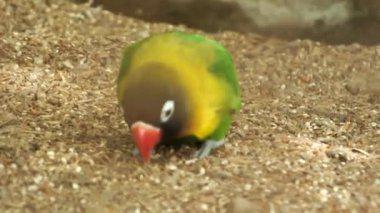 Yerde tohum yiyen sevimli aşk kuşu papağanı. Kuşun sarı ve yeşil bir rengi, siyah bir kafası ve pembe gagaları vardır.