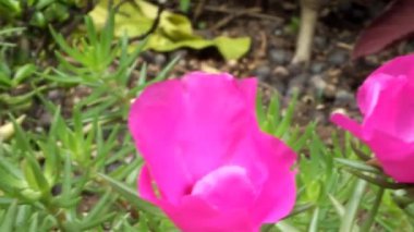 Pembe bir çiçeğin üzerinde bir arı geziniyor. Arı çiçekten nektar topluyor. Çiçek yemyeşil yapraklarla çevrilidir. Çiçek rüzgarla savruluyor.