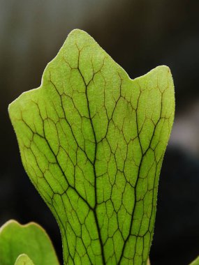 Yeşil saplı ve damarlı bir yaprağın makro görüntüsü. Yaprak yeşildir ve kahverengi bir beneği vardır. Yaprak siyah arkaplanda.