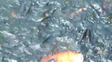 Üst açı. Çeşitli balık türleri gölette yüzer. Tilapia, sazan balığı. Su ürünleriyle balık besliyorum.. 