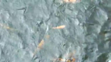 Üst açı. Çeşitli balık türleri gölette yüzer. Tilapia, sazan balığı. Su ürünleriyle balık besliyorum.. 