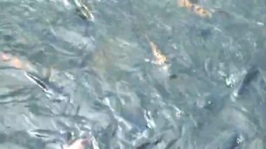 Üst açı. Çeşitli balık türleri gölette yüzer. Tilapia, sazan balığı. Su ürünleriyle balık besliyorum.. 