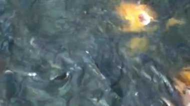 Üst açı. Çeşitli balık türleri gölette yüzer. Tilapia, sazan balığı. Su ürünleriyle balık besliyorum..