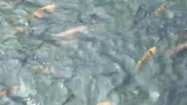 Üst açı. Çeşitli balık türleri gölette yüzer. Tilapia, sazan balığı. Su ürünleriyle balık besliyorum.. 