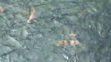 Üst açı. Çeşitli balık türleri gölette yüzer. Tilapia, sazan balığı. Su ürünleriyle balık besliyorum.. 