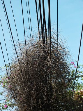 Sarmaşıklarla kaplı kaotik elektrik kabloları daha da karmaşıkmış gibi gösteriyordu. Mavi gökyüzü arkaplanı