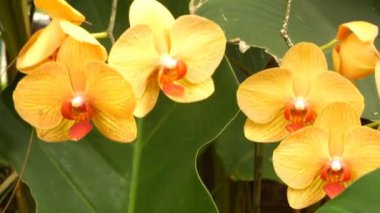 Bahçede esen rüzgarda sarı bir falaenopsis orkidesinin açısını kapat. Canlı bir renk. 4k video.