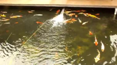 Sakin bir ortam. Bir grup renkli koi balığı sakince yüzüyor, temiz su ile doğal gölette güzel su hayvanları, 4k video