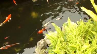 Sakin bir ortam. Bir grup renkli koi balığı sakince yüzüyor, temiz su ile doğal gölette güzel su hayvanları, 4k video
