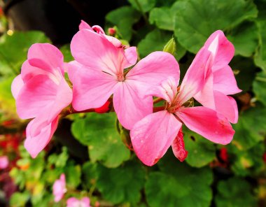 Yeşil yapraklı bir demet pembe çiçeğin yakın görüntüsü. 