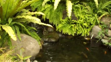 Sakin bir ortam. Bir grup renkli koi balığı sakince yüzüyor, temiz su ile doğal gölette güzel su hayvanları, 4k video