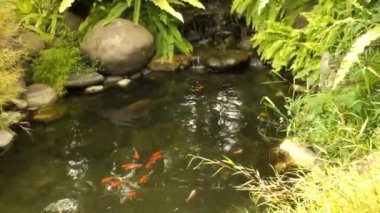 Sakin bir ortam. Bir grup renkli koi balığı sakince yüzüyor, temiz su ile doğal gölette güzel su hayvanları, 4k video
