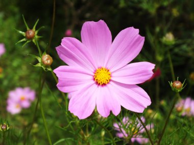 Pink flower with yellow center is in a field of green grass. The flower is the main focus of the image, and it stands out against the green background clipart