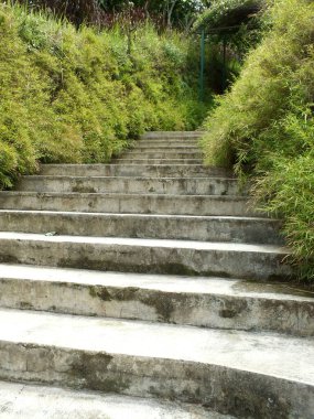 Binaya çıkan beton merdivenler. Merdivenler çalılarla çevrili.