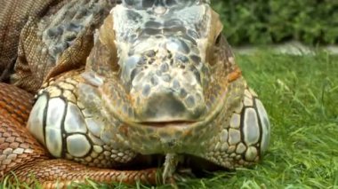 İguana kertenkelesinin yerde yattığını gördüm. Bazı insanlar için egzotik hayvanlar sürüngendir..