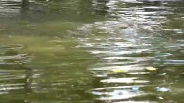 Su, açık havuzun sakin su yüzeyinde gün ışığında dalgalanır. Sakin ve barışçıl bir izlenim yaratmak.